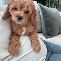 Black Collar - Apricot Cavapoo puppy in Torrance, California from SoCal Cavapoo's