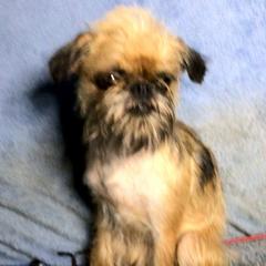 Kisses - Brussels Griffon