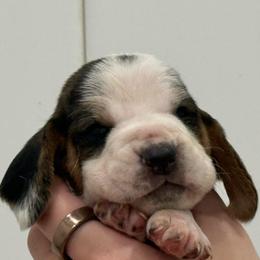 Pink lace ear - Black brown and white female Basset Hound puppy in Douglas, Georgia from Huffer Hounds and Havanese