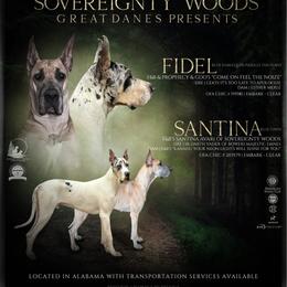 Great Dane puppies from Sovereignty Woods Great Danes