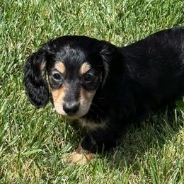 Zion - Black and cream male Dachshund puppy in Salem, Oregon from Longdox Mini Dachshunds