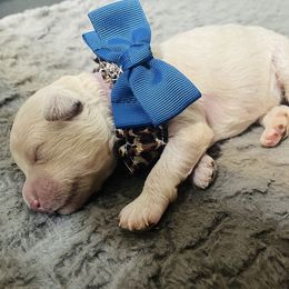 Aussiedoodle Puppies from Southern Paws AussieDoodles