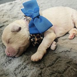Aussiedoodle Puppies from Southern Paws AussieDoodles