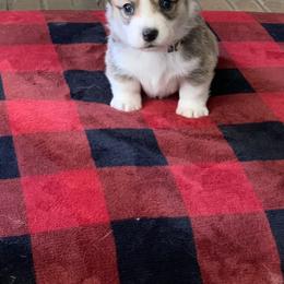 Pembroke Welsh Corgi Puppies from Anita’s little Corgi Haven