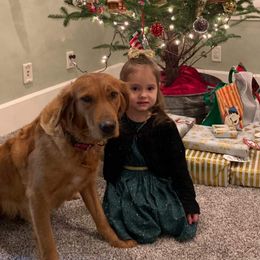 Tiff - Golden Retriever
