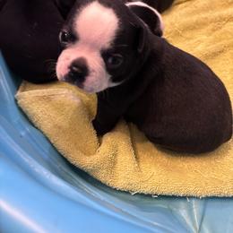 St. Male 4 - Black and white male Boston Terrier puppy in Mc Donough, Georgia from Ballard Boston Terriers