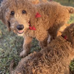 Goldendoodle Puppies from Dhalia’s Doodles