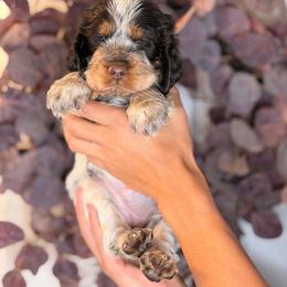 Sweetheart - Tri-Roan female English Springer Spaniel puppy in Brownsville, Texas from South Texas Springers
