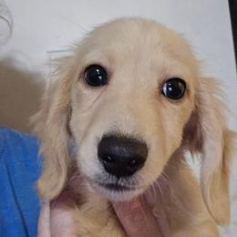 Bigger ee cream longhair boy - Cream male Dachshund puppy in Lyle, Washington from Wines Wienery