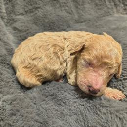 Girl 3 - Apricot female Goldendoodle puppy in La Junta, Colorado from Double J’s Doodles