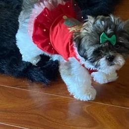 Shih Tzu Puppies from Grandma Ts Precious Puppies