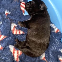 French Bulldog Puppies from Luna's little pumpkins