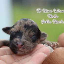 Boy 2 - Merle male Whoodle puppy in Youngstown, Florida from Wonderland’s Boujie Kennels