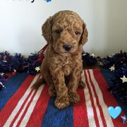 Teddy - male Whoodle puppy in Layton, Utah from Penny's Puppies