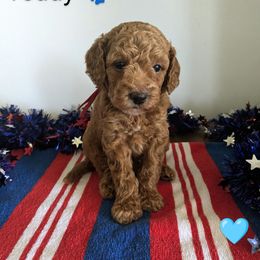 Teddy - male Whoodle puppy in Layton, Utah from Penny's Puppies