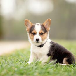 Black collar - Espresso - Black and tan male Pembroke Welsh Corgi puppy in Waverly Hall, Georgia from 6g Ranch Corgis