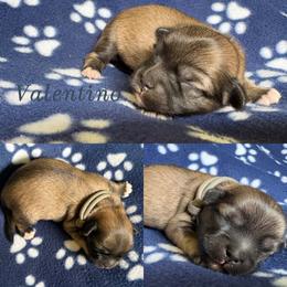 Valentino - Red gold male Lhasa Apso puppy in Cincinnati, Ohio from Shangri-La Lhasa Apsos