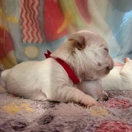 Candy - Cream female Chihuahua puppy in Jacksonville, Florida from Precious Paws of Florida - Chihuahuas