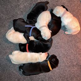 Labrador Retriever Puppies from Niall’s Labrador Retrievers