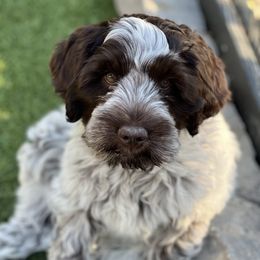 Jackie - Australian Labradoodle