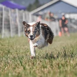 Quest - Border Collie
