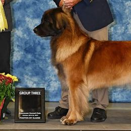 Finnish Lapphunds and Leonbergers from Legendary Leonbergers and Finnish Lapphunds
