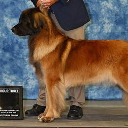 Finnish Lapphunds and Leonbergers from Legendary Leonbergers and Finnish Lapphunds