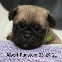 Pug Puppies from Bradley's Pugs