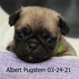 Pug Puppies from Bradley's Pugs