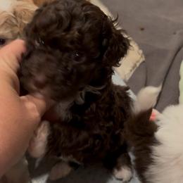Yogi - Tri-color male Bernedoodle puppy in Rising Sun, Indiana from Ruby Lane Doodles