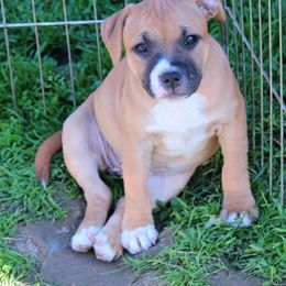Staffordshire Bull Terrier Puppies from Full Throttle Staffords