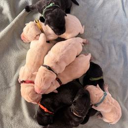 Orange - Black male Labrador Retriever puppy in Celina, Ohio from Hickory Creek Labs