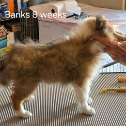 BANKS - Sable and white male Shetland Sheepdog puppy in Yavapai County, Arizona from Windsong Shelties