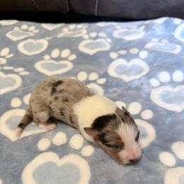 Girl 2 - Blue merle female Border Collie puppy in Guffey, Colorado from Sunset Ridge