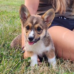 Cedar - Sable male Pembroke Welsh Corgi puppy in Sidney, Ohio from Cozy Corgi Ranch