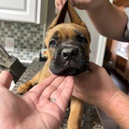 Alma - Fawn female Cane Corso puppy in Beech Island, South Carolina from Relic Cane Corso