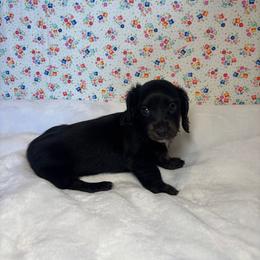 Jewel - Black female Dachshund puppy in Mountain Grove, Missouri from Happy Hounds