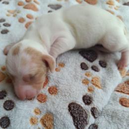 Scout - Piebald female Dachshund puppy in Marshall, Texas from Wilson's Kennels