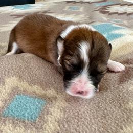 White Collar Girl Buttercup - Red female Pembroke Welsh Corgi puppy in Paris, Kentucky from Flat Run Corgis