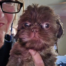 Chocolate small girl - Chocolate female Shih Tzu puppy in Missouri from Farm Animal Mommy Shih tzu's