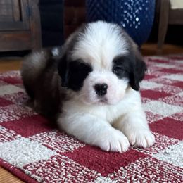 Lime Collar - Brown and white male Saint Bernard puppy in New York from Johnson Farms