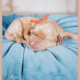 Lector - Red male Cockapoo puppy in Connersville, Indiana from Deaz Doodle Ranch