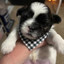 Linus - Brindle and white male Shih Tzu puppy in Springboro, Ohio from Shih Tzus of Springboro LLC.