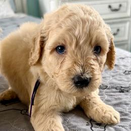 Jo - Cream female Goldendoodle puppy in Pensacola, Florida from Goldendoodles Love You in Pensacola Friend Edition