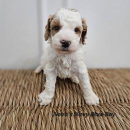 Boy 3 - Red male Labradoodle puppy in Payson, Utah from Utah County Labradoodles