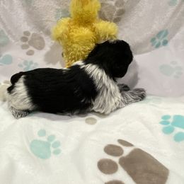 Miniature Schnauzer Puppies from Schnazzy Schnauzers