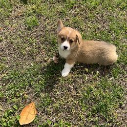 17 orange collar - White and fawn female Pembroke Welsh Corgi puppy in Port Republic, Maryland from Bestfurends