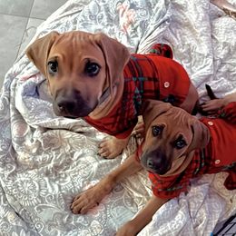 Rhodesian Ridgeback Puppies from River Roc Ranch & Ridgebacks