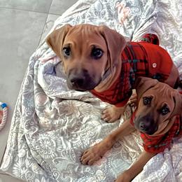 Rhodesian Ridgeback Puppies from River Roc Ranch & Ridgebacks