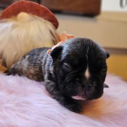 French Bulldog Puppies from Electric City Frenchies